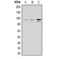 LifeSab™ STAT3 Rabbit pAb (50 µl)