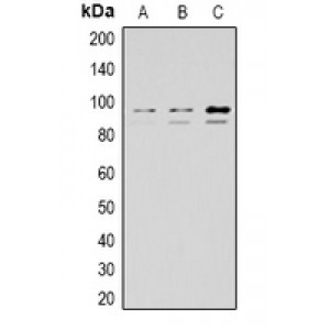 LifeSab™ STAT3 Rabbit pAb (50 µl)