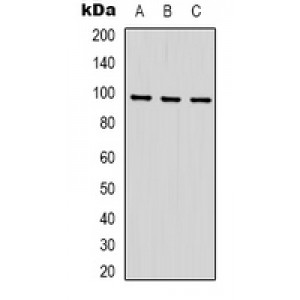 LifeSab™ STAT4 Rabbit pAb (50 µl)