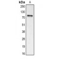 LifeSab™ STAT5A Rabbit pAb (50 µl)