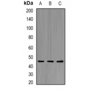 LifeSab™ CD158b2 Rabbit pAb (50 µl)