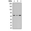 LifeSab™ FANCC Rabbit pAb (50 µl)