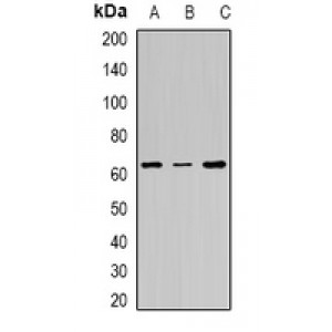 LifeSab™ FANCC Rabbit pAb (50 µl)