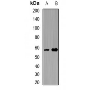 LifeSab™ SPAM1 Rabbit pAb (50 µl)