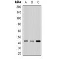 LifeSab™ Rabphilin-3AL Rabbit pAb (50 µl)