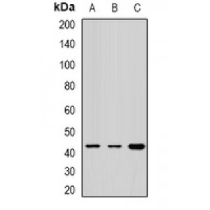 LifeSab™ Rabphilin-3AL Rabbit pAb (50 µl)