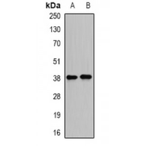 LifeSab™ DDA3 Rabbit pAb (50 µl)