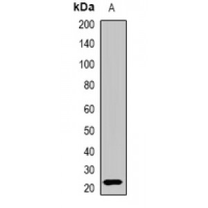 LifeSab™ Interferon lambda-3 Rabbit pAb (50 µl)