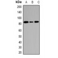 LifeSab™ DCTD Rabbit pAb (50 µl)