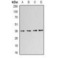 LifeSab™ SLM-1 Rabbit pAb (50 µl)