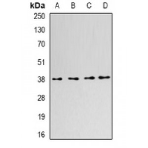 LifeSab™ SLM-1 Rabbit pAb (50 µl)