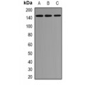 LifeSab™ EMSY Rabbit pAb (50 µl)