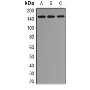 LifeSab™ EMSY Rabbit pAb (50 µl)