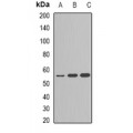 LifeSab™ Cytochrome P450 2C9 Rabbit pAb (50 µl)