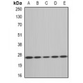 LifeSab™ MsrA Rabbit pAb (50 µl)