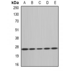 LifeSab™ MsrA Rabbit pAb (50 µl)