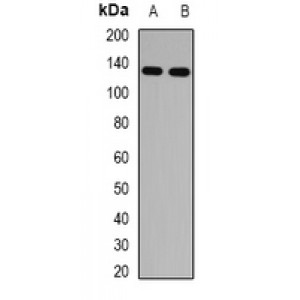 LifeSab™ IRBP Rabbit pAb (50 µl)