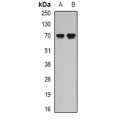 LifeSab™ Secretogranin-2 Rabbit pAb (50 µl)