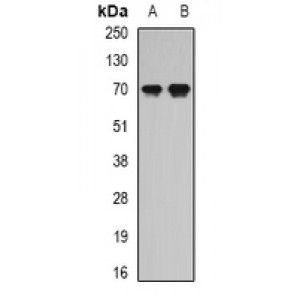 LifeSab™ Secretogranin-2 Rabbit pAb (50 µl)