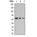 LifeSab™ Coilin Rabbit pAb (50 µl)