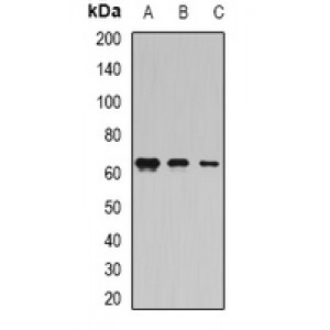 LifeSab™ Coilin Rabbit pAb (50 µl)