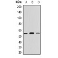 LifeSab™ Myotilin Rabbit pAb (50 µl)