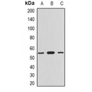 LifeSab™ Myotilin Rabbit pAb (50 µl)