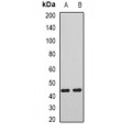 LifeSab™ AIPL1 Rabbit pAb (50 µl)