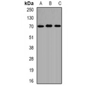 LifeSab™ ALAS-H Rabbit pAb (50 µl)