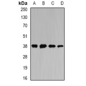 LifeSab™ MATH-1 Rabbit pAb (50 µl)