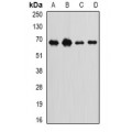 LifeSab™ Int11 Rabbit pAb (50 µl)