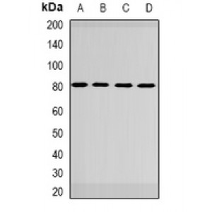 LifeSab™ GBE1 Rabbit pAb (50 µl)