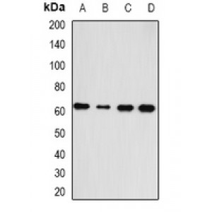 LifeSab™ HAS3 Rabbit pAb (50 µl)