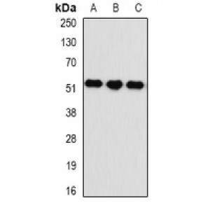 LifeSab™ Kynureninase Rabbit pAb (50 µl)