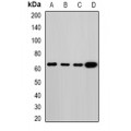 LifeSab™ Melanophilin Rabbit pAb (50 µl)