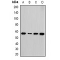 LifeSab™ NEK3 Rabbit pAb (50 µl)