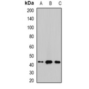 LifeSab™ Malin Rabbit pAb (50 µl)