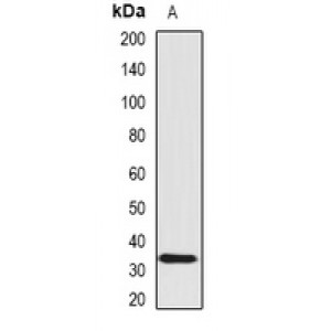 LifeSab™ SCO1 Rabbit pAb (50 µl)