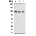 LifeSab™ SBP-2 Rabbit pAb (50 µl)