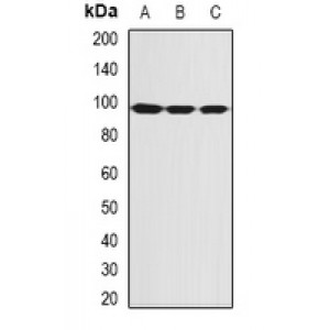 LifeSab™ SBP-2 Rabbit pAb (50 µl)