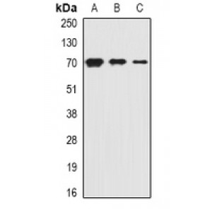 LifeSab™ PiT2 Rabbit pAb (50 µl)