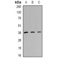 LifeSab™ TREX1 Rabbit pAb (50 µl)