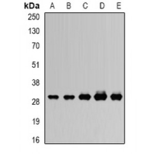 LifeSab™ RISP Rabbit pAb (50 µl)