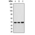 LifeSab™ Hippi Rabbit pAb (50 µl)