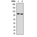 LifeSab™ L3MBTL3 Rabbit pAb (50 µl)