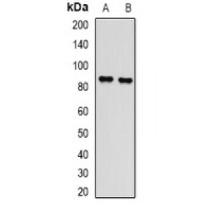 LifeSab™ L3MBTL3 Rabbit pAb (50 µl)