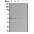 LifeSab™ CapG Rabbit pAb (50 µl)