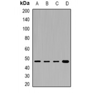 LifeSab™ PHKG2 Rabbit pAb (50 µl)