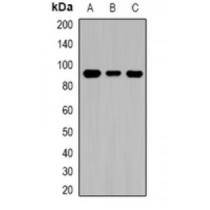 LifeSab™ TGase1 Rabbit pAb (50 µl)