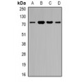 LifeSab™ ZNF195 Rabbit pAb (50 µl)